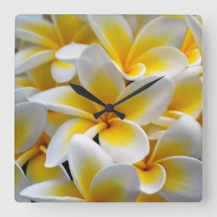 Reloj Cuadrado Foto de la flor del Plumeria del Frangipani