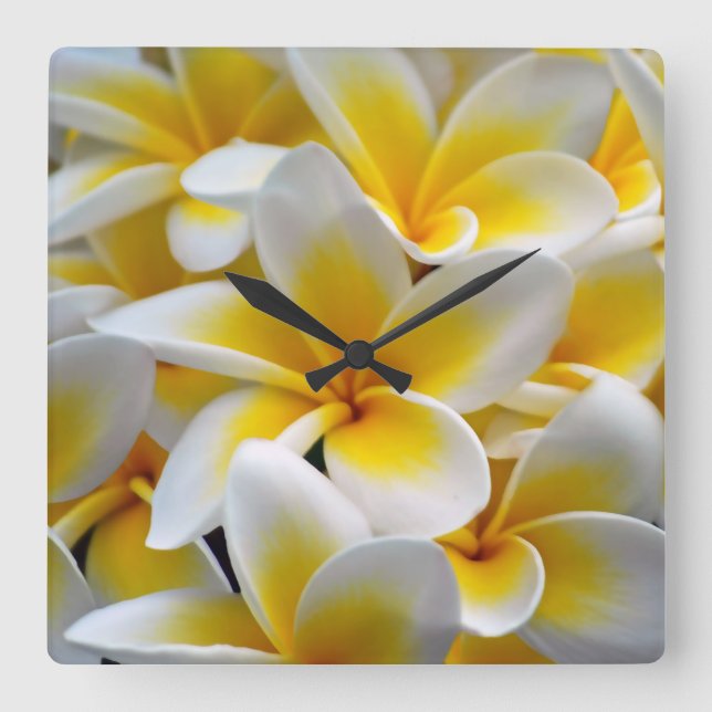 Reloj Cuadrado Foto de la flor del Plumeria del Frangipani (Anverso)