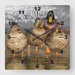 Reloj Cuadrado Foto hermosa de los patos
