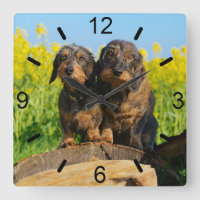 Foto linda del mascota de dos de los Dachshunds de