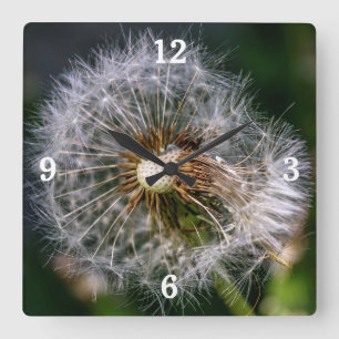 Reloj Cuadrado Foto moderna de Clausura de Dandelion