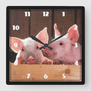 Reloj Cuadrado Fotografía animal de lechones rosados
