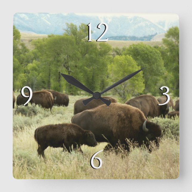 Reloj Cuadrado Fotografía de animales de la naturaleza de Wyoming (Anverso)