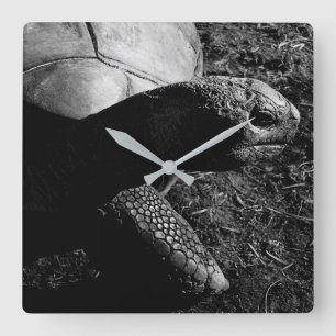 Reloj Cuadrado Fotografía de tortuga en blanco y negro