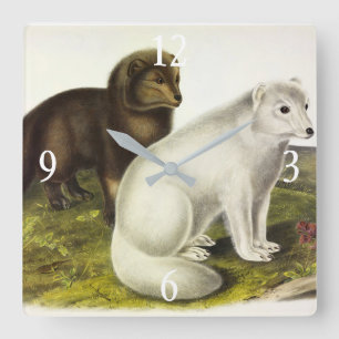 Reloj Cuadrado Fox Ártica (Fox blanca, Fox polar, Fox de nieve)
