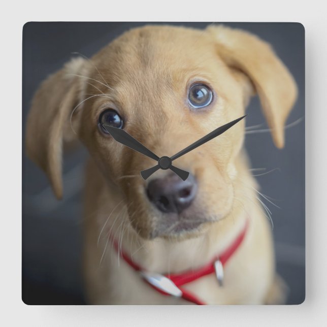 Reloj Cuadrado Fox Red Labrador Puppy (Anverso)