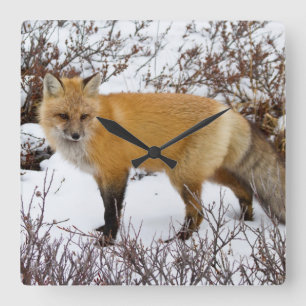Reloj Cuadrado Fox roja en la nieve en invierno
