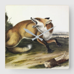 Reloj Cuadrado Fox roja estadounidense, Vulpes vulpes fulvus de A