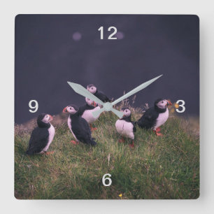Reloj Cuadrado Frailecillos atlánticos