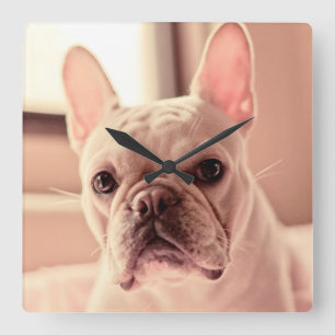Reloj Cuadrado French Bulldog Puppy