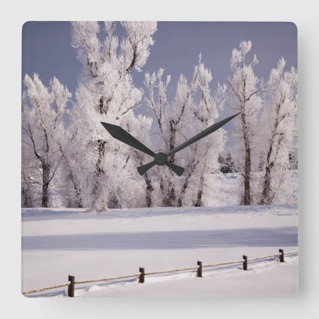 Reloj Cuadrado Frost Covered Trees and Fence, Colorado (Anverso)