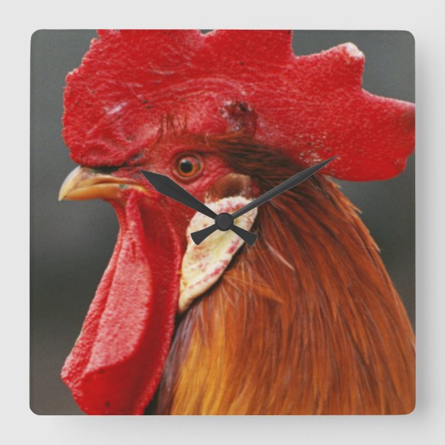 Reloj Cuadrado Gallo nacional del corral (Anverso)