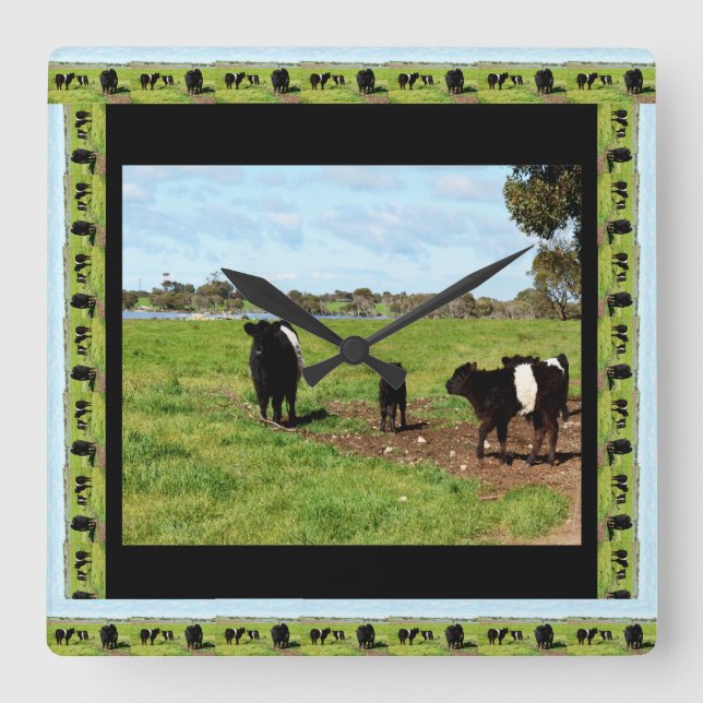 Reloj Cuadrado Galloway Cow Generations, (Anverso)