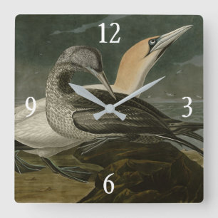 Reloj Cuadrado Gannet (Northern Gannet) Audubon Birds of America