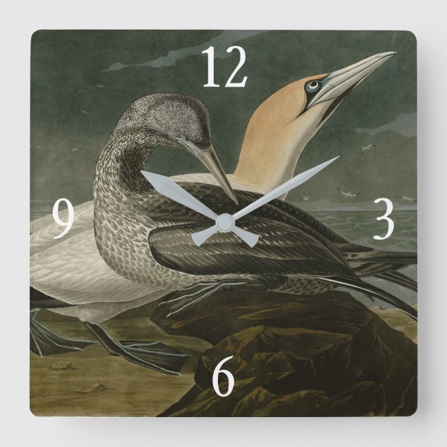 Reloj Cuadrado Gannet (Northern Gannet) Audubon Birds of America (Anverso)