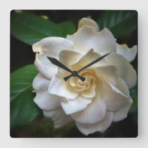 Gardenia blanco