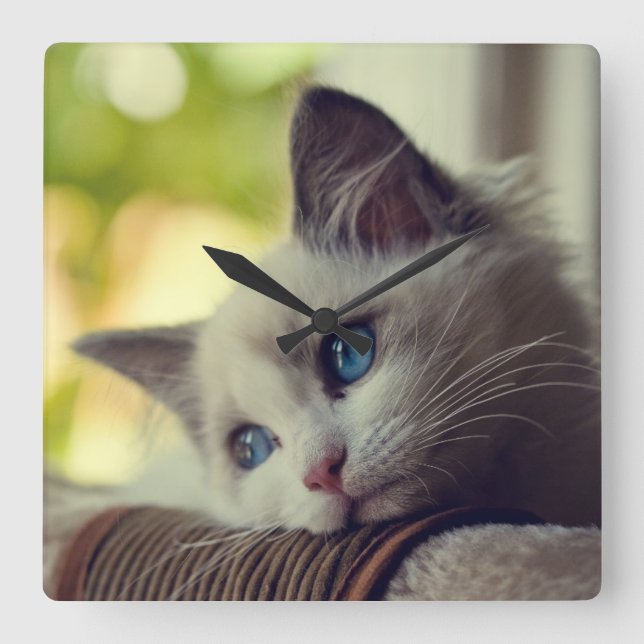 Reloj Cuadrado Gatito de Ragdoll (Anverso)