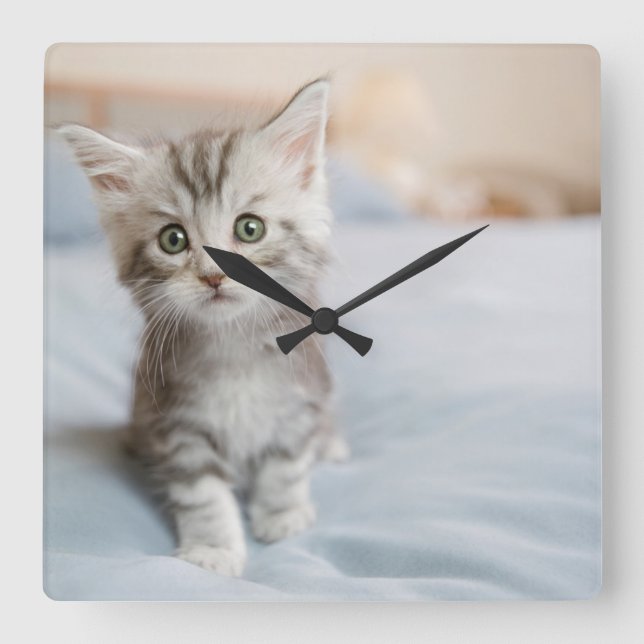 Reloj Cuadrado Gatito del Coon de Maine (Anverso)