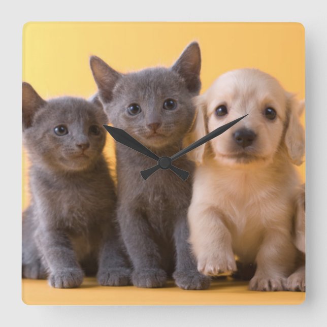 Reloj Cuadrado Gatitos y perritos azules rusos del Dachshund (Anverso)
