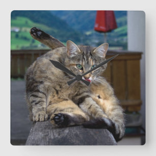 Reloj Cuadrado Gato Adorable Interrumpido Mientras Se Acicalaba