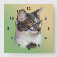 Gato de ojos dorados