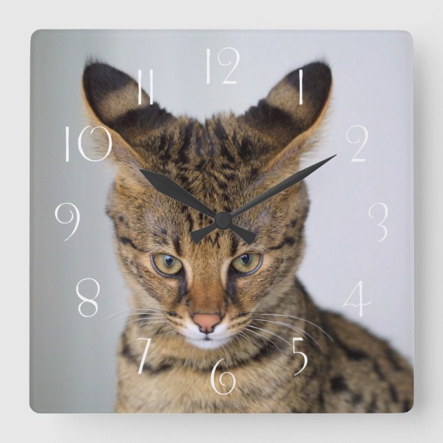 Reloj Cuadrado Gato de Savannah ‎ (Anverso)