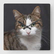 Gato de tabla con ojos verdes contra fondo negro