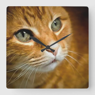 Reloj Cuadrado Ginger Adorable Tabby Gato Posando Retrato Mascota