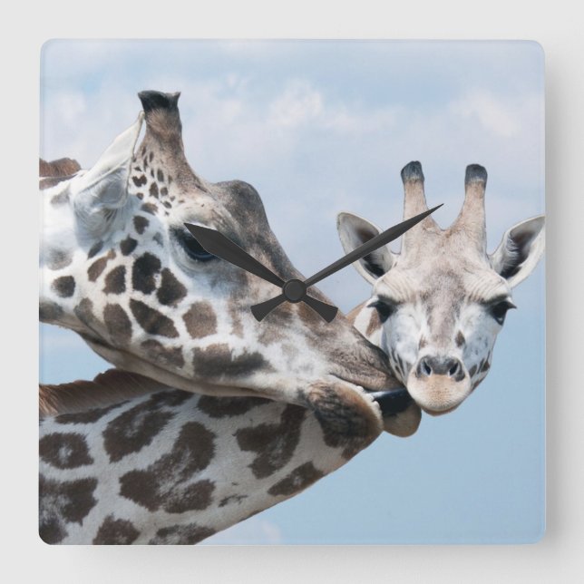 Reloj Cuadrado Giraffe Kisses Her Calf (Anverso)