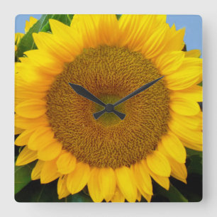 Reloj Cuadrado Girasol azul brillante