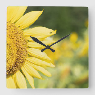Reloj Cuadrado Girasol radiante