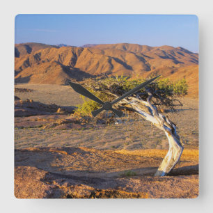 Reloj Cuadrado Gnarled Tree And Desert Lands, Richtersveld
