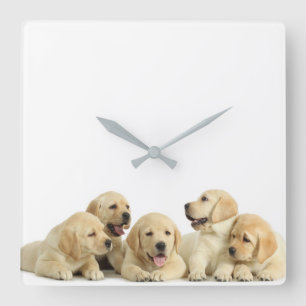 Reloj Cuadrado Golden Labrador Puppy Pile