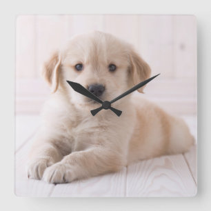 Reloj Cuadrado Golden Retriever Lying Down