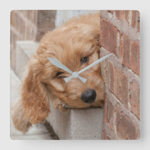 Reloj Cuadrado Goldendoodle cachorro picado