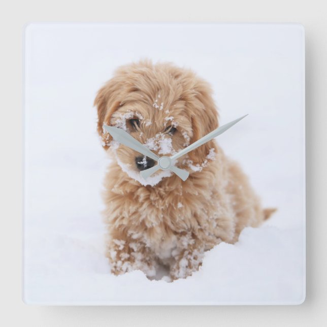 Reloj Cuadrado Goldendoodle Puppy With Snow On Face (Anverso)