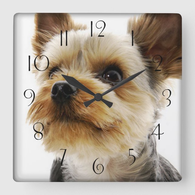 Reloj Cuadrado Gorgeo Yorkshire Terrier (Anverso)