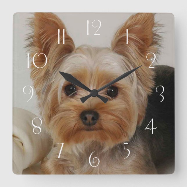 Reloj Cuadrado Gorgeo Yorkshire Terrier (Anverso)