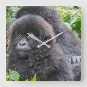 Reloj Cuadrado Gorila de la montaña bebé