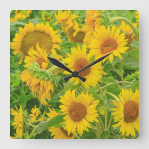 Reloj Cuadrado Gran campo de girasoles cerca del lago Moses, WA 2
