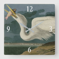 Gran garza blanca, de los pájaros de América de Au