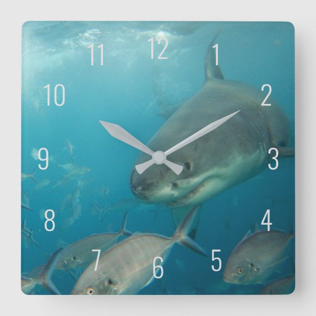 Reloj Cuadrado Gran tiburón blanco cerca de Australia subacuática (Anverso)