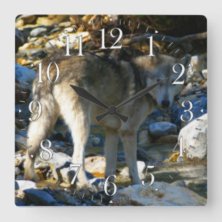 Reloj Cuadrado Gray Wolf y Stony Creek Photo Clock