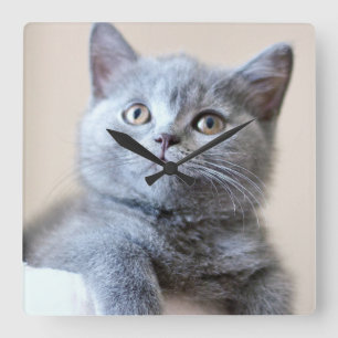 Reloj Cuadrado Gris British Shorthair Cat