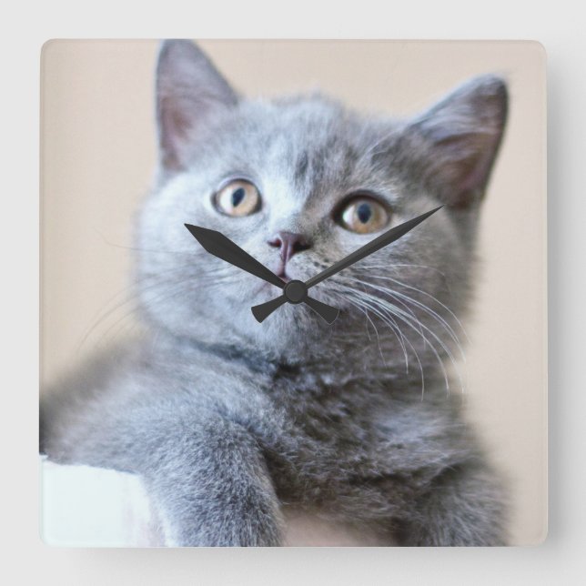 Reloj Cuadrado Gris British Shorthair Cat (Anverso)