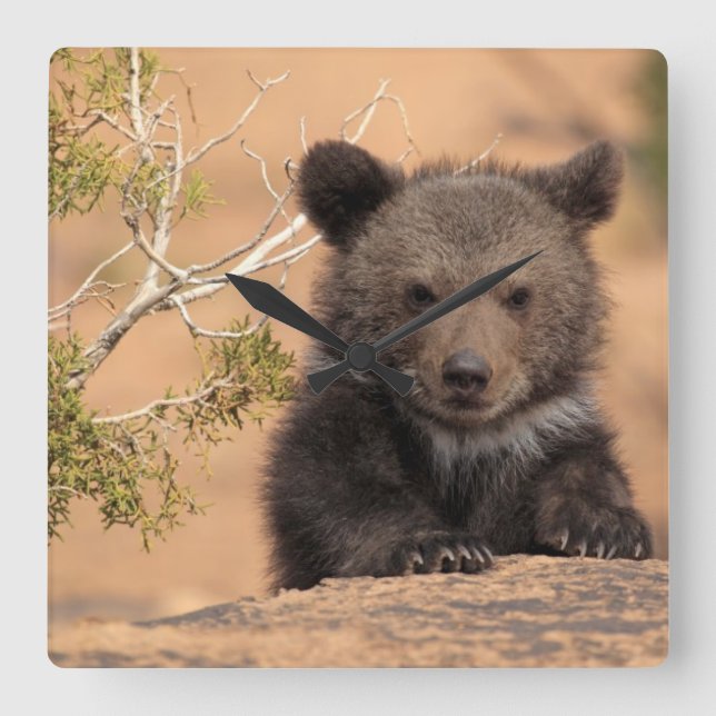 Reloj Cuadrado Grizzly Bear Cub (Anverso)