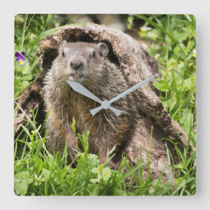 Reloj Cuadrado Groundhog en un registro hueco