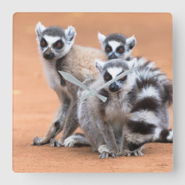 Reloj Cuadrado Group of Ring-Tailed Lemurs (Anverso)