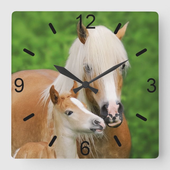 Reloj Cuadrado Haflinger Horses Cute Foal Kiss Mamá / placa de ma (Anverso)