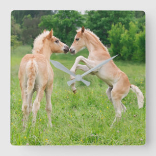 Reloj Cuadrado Haflinger Horses Cute Foals criando divertidos acr